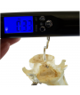 Digital 50 kg-våg för småvilt och fisk