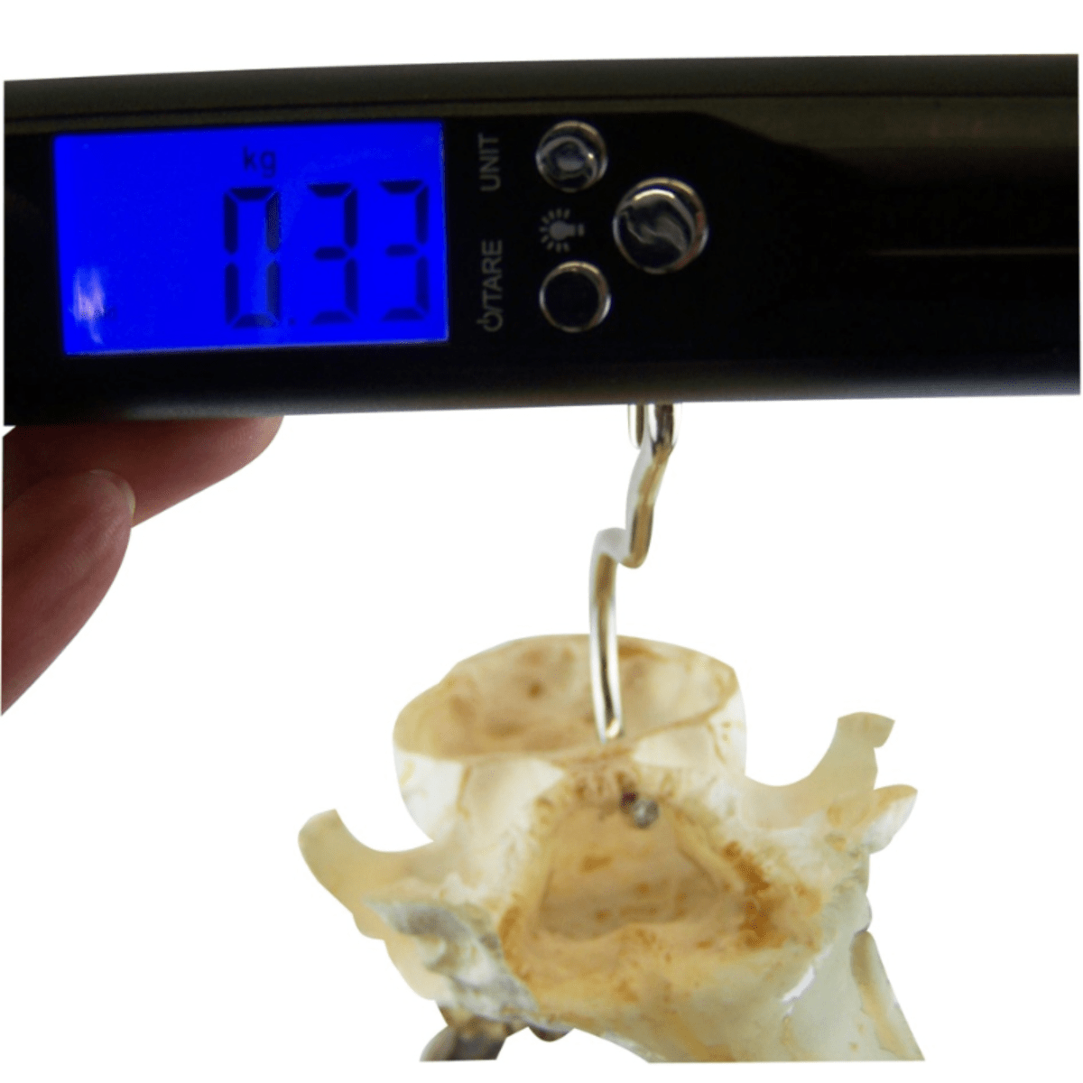 Digital 50 kg-våg för småvilt och fisk