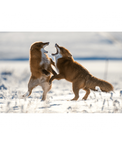 Rävupprop - Nordik Fox Heat