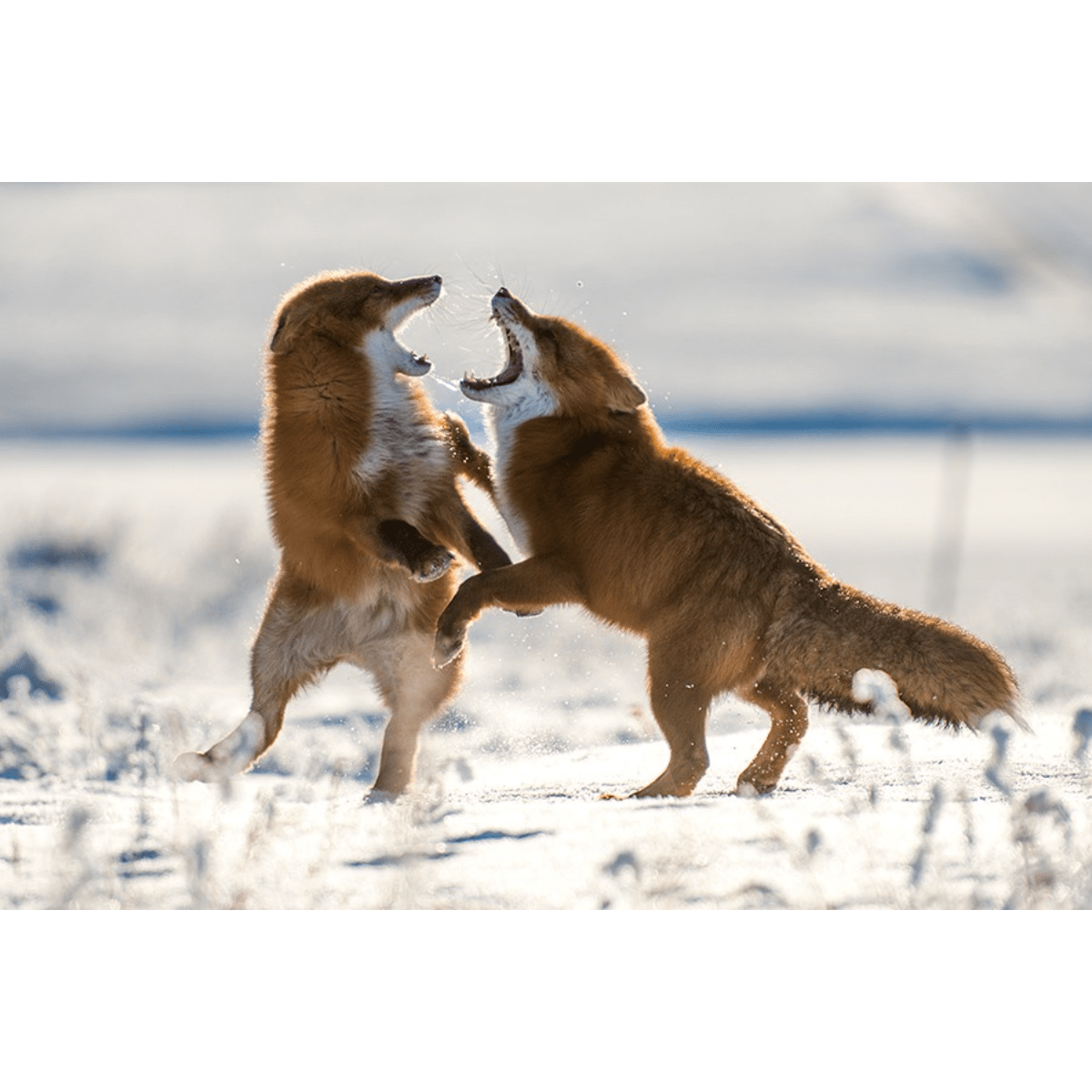 Rävupprop - Nordik Fox Heat