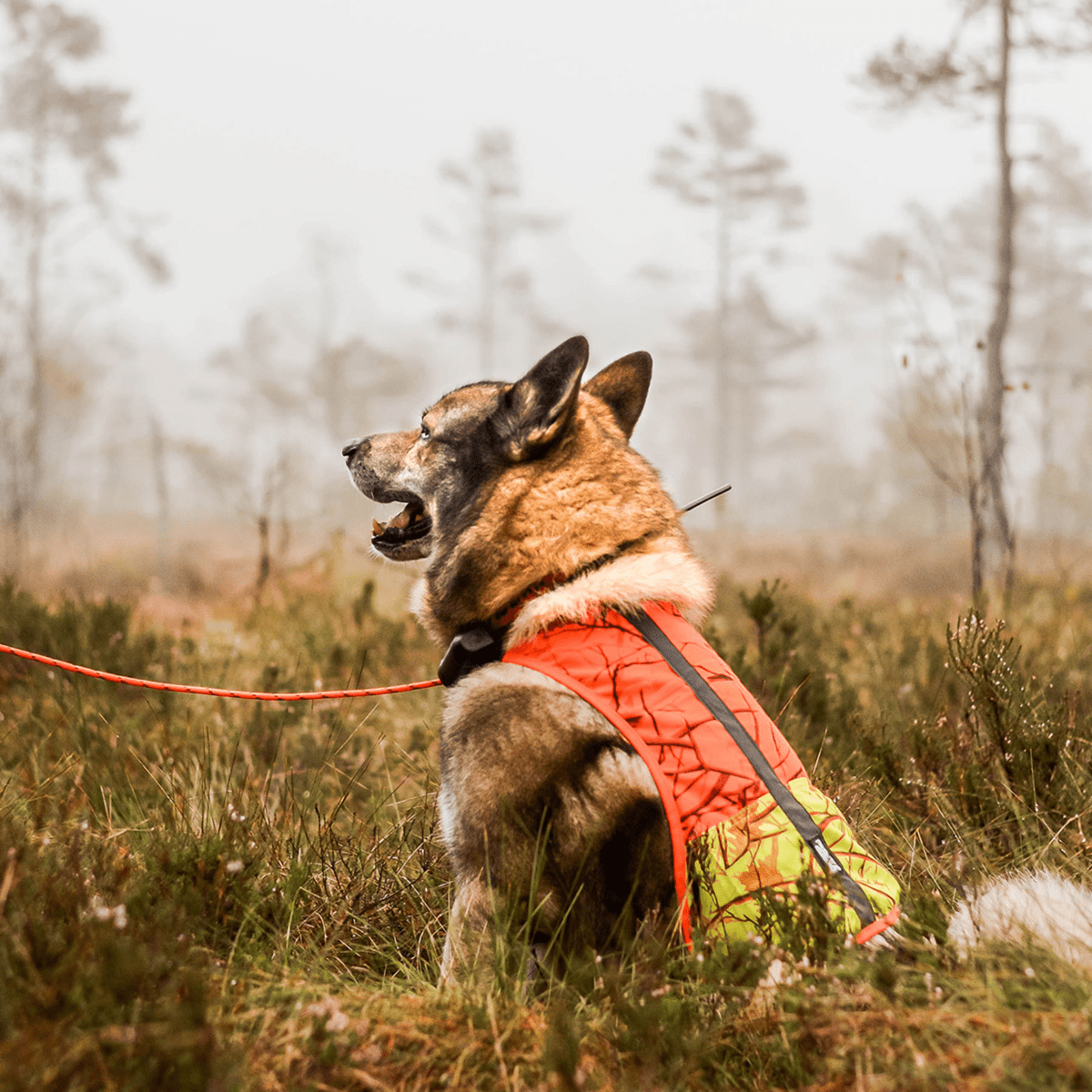 Säkerhetsväst för hundar - Blaze