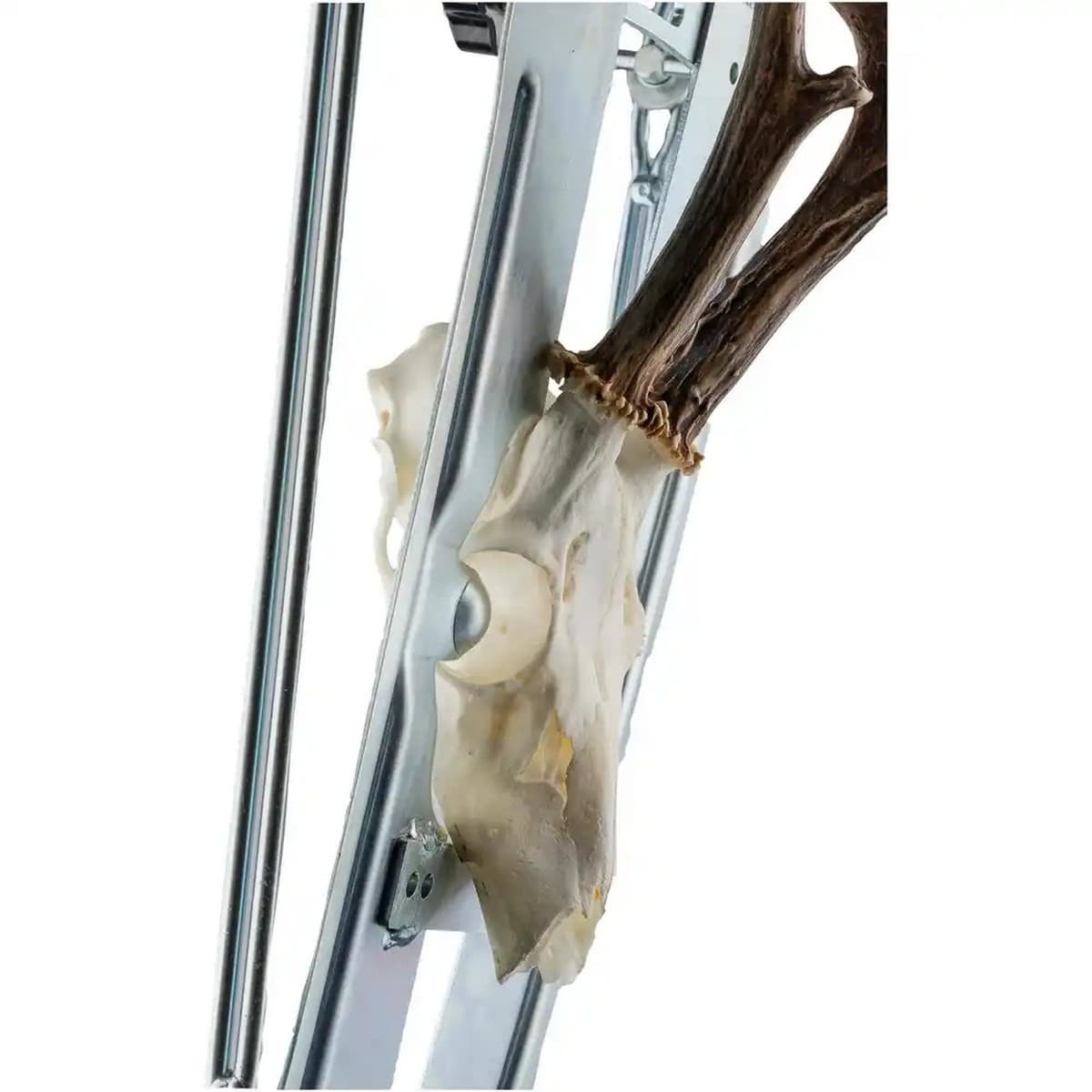 Trofésåg för bock
