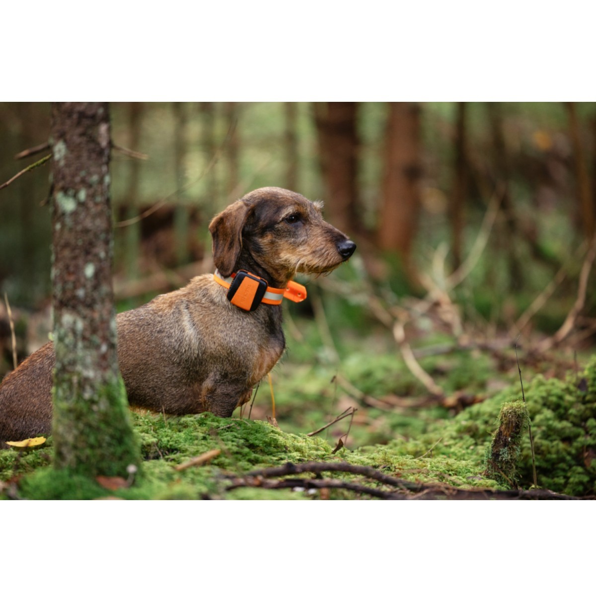 Tracker Bark 4G IoT GPS-enhet för hundar