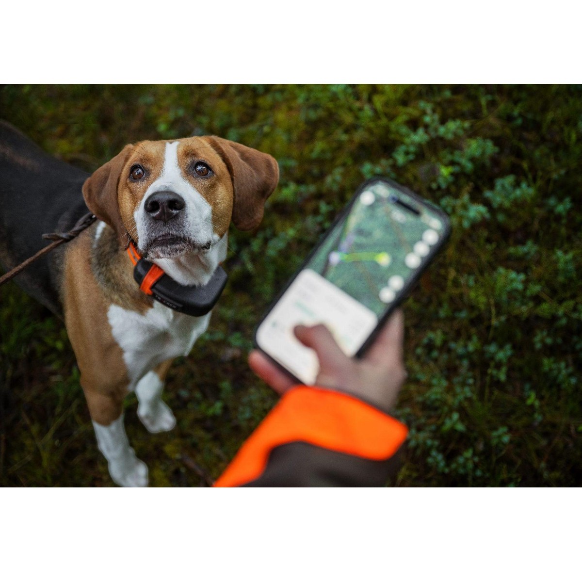 Tracker Luna 4G IoT GPS-enhet för hundar